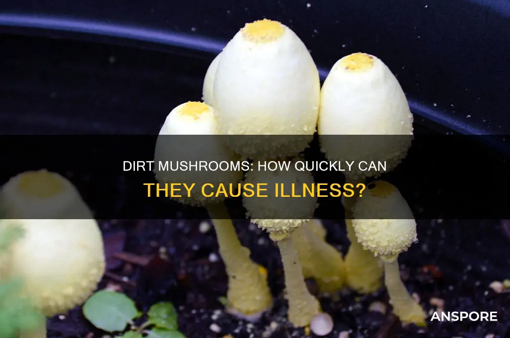 how soon can dirt mushrooms make you sick