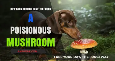 Deadly Mushroom Danger: How Quickly Do Dogs React to Poisoning?
