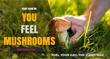 Magic Mushrooms: Feeling the Effects and When?
