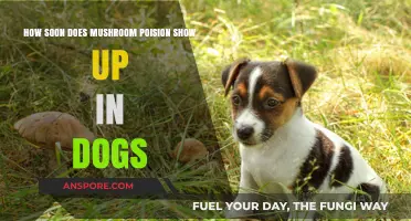 Signs of Mushroom Poisoning in Dogs: What to Know