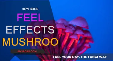 When Do Magic Mushrooms Kick In?