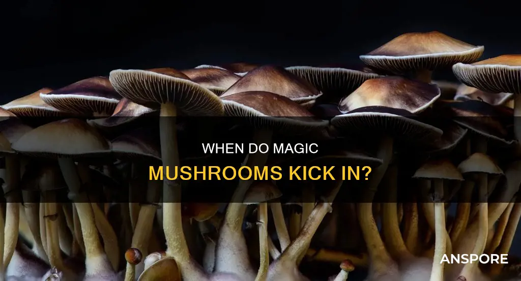 how soon feel effects mushrooms