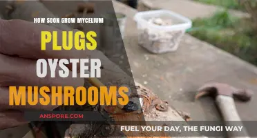Quickly Cultivate Oyster Mushrooms with Mycelium Plugs: A Guide
