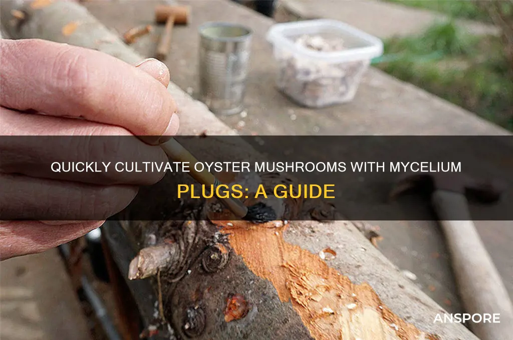 how soon grow mycelium plugs oyster mushrooms