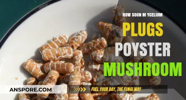 Quickly Grow Mushrooms with Mylieum Plugs