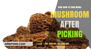 Freshly Picked Morel Mushrooms: Best Cooking Time for Optimal Flavor