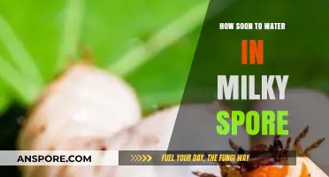 When to Water After Applying Milky Spore for Optimal Results