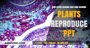 Spore & Cone Bearing Plants: Reproduction Strategies Explained in PPT