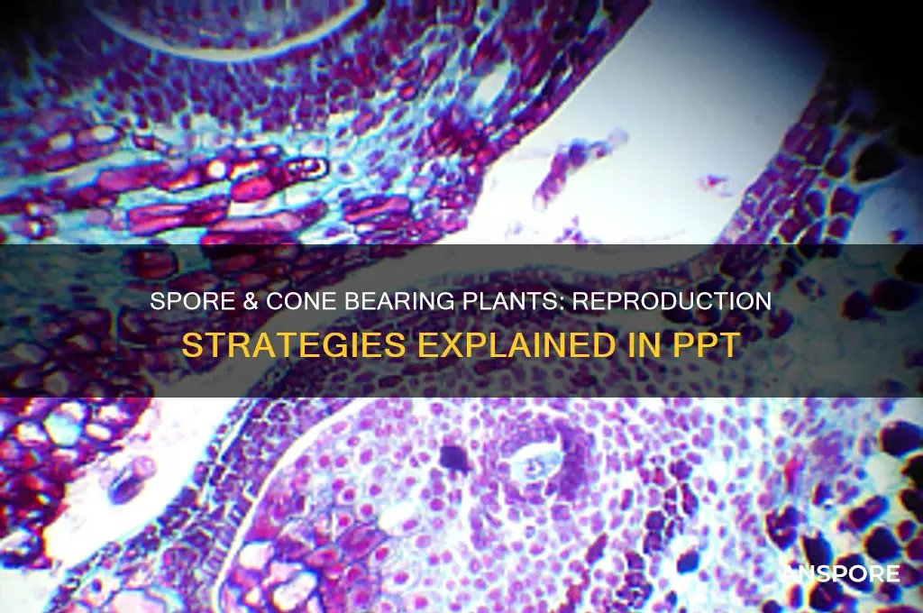 how spore bearing and cone bearing plants reproduce ppt
