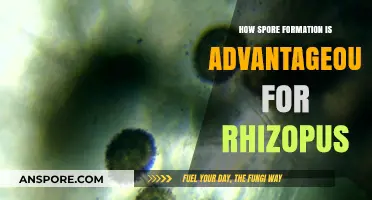 Spore Formation: Rhizopus' Survival Strategy for Harsh Environments