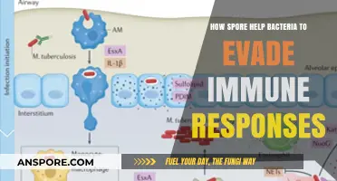 How Bacterial Spores Evade Immune Detection and Survive Host Defenses