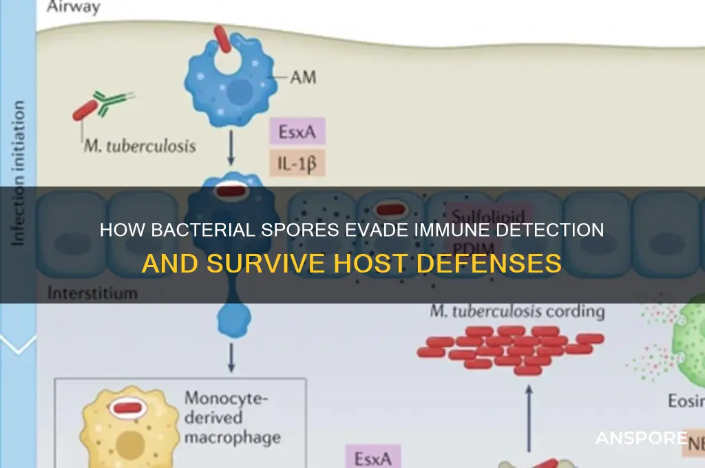 how spore help bacteria to evade immune responses