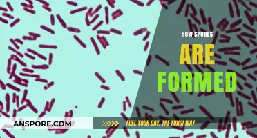Understanding the Fascinating Process of How Spores are Formed