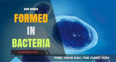 Understanding Bacterial Spore Formation: A Comprehensive Guide to the Process