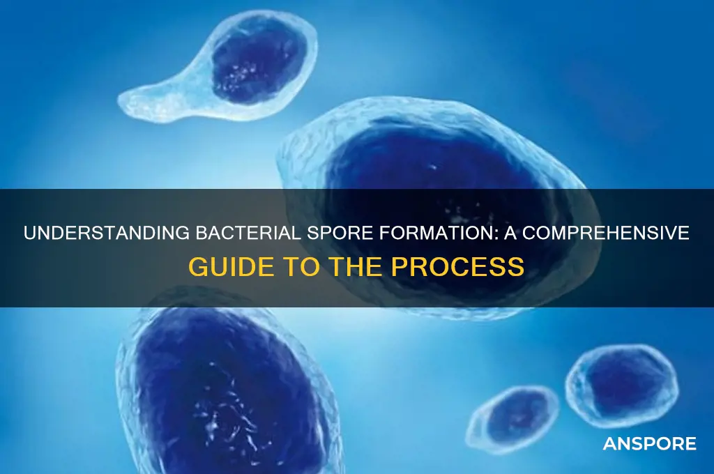 how spores formed in bacteria