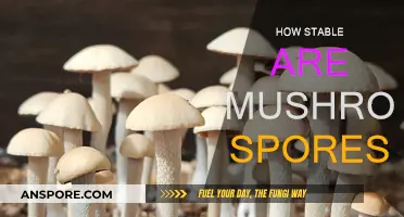 Mushroom Spores: Stability and Longevity Explored