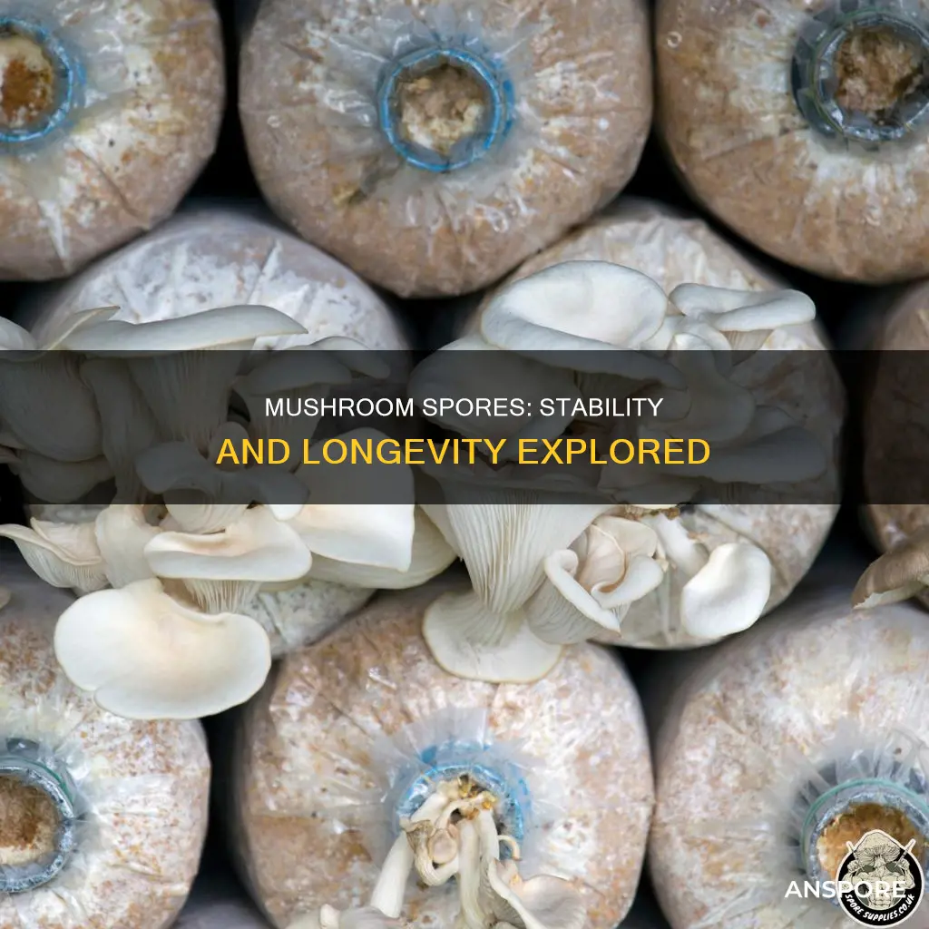 how stable are mushroom spores
