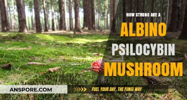 Understanding the Power of Albino Psilocybin Mushrooms