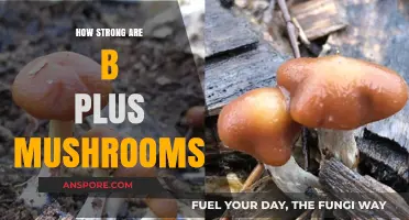 The Power of B Plus Mushrooms: How Strong Are They?