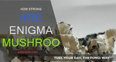 Enigma Mushrooms: A Potent Psychedelic Experience