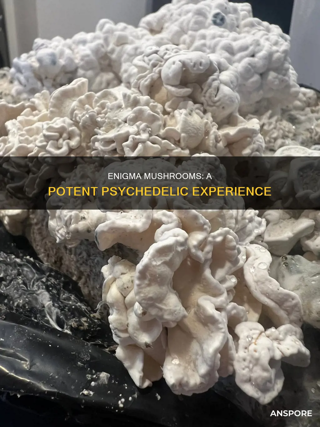 how strong are enigma mushrooms