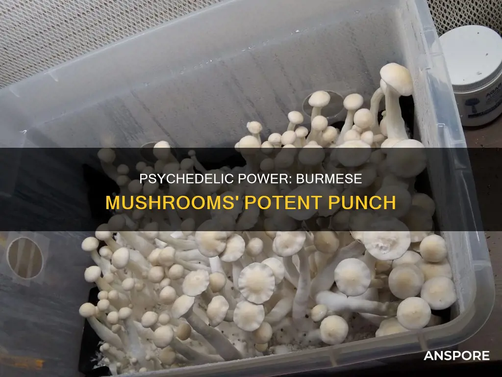how strong are the burmses psylocin mushrooms