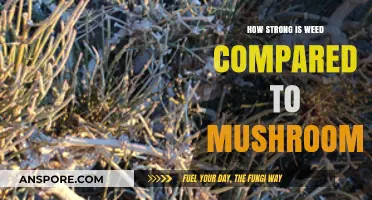 Weed vs. Shrooms: Which Gets You Higher?