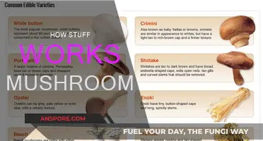 Mushrooms: Nature's Magic and How They Work