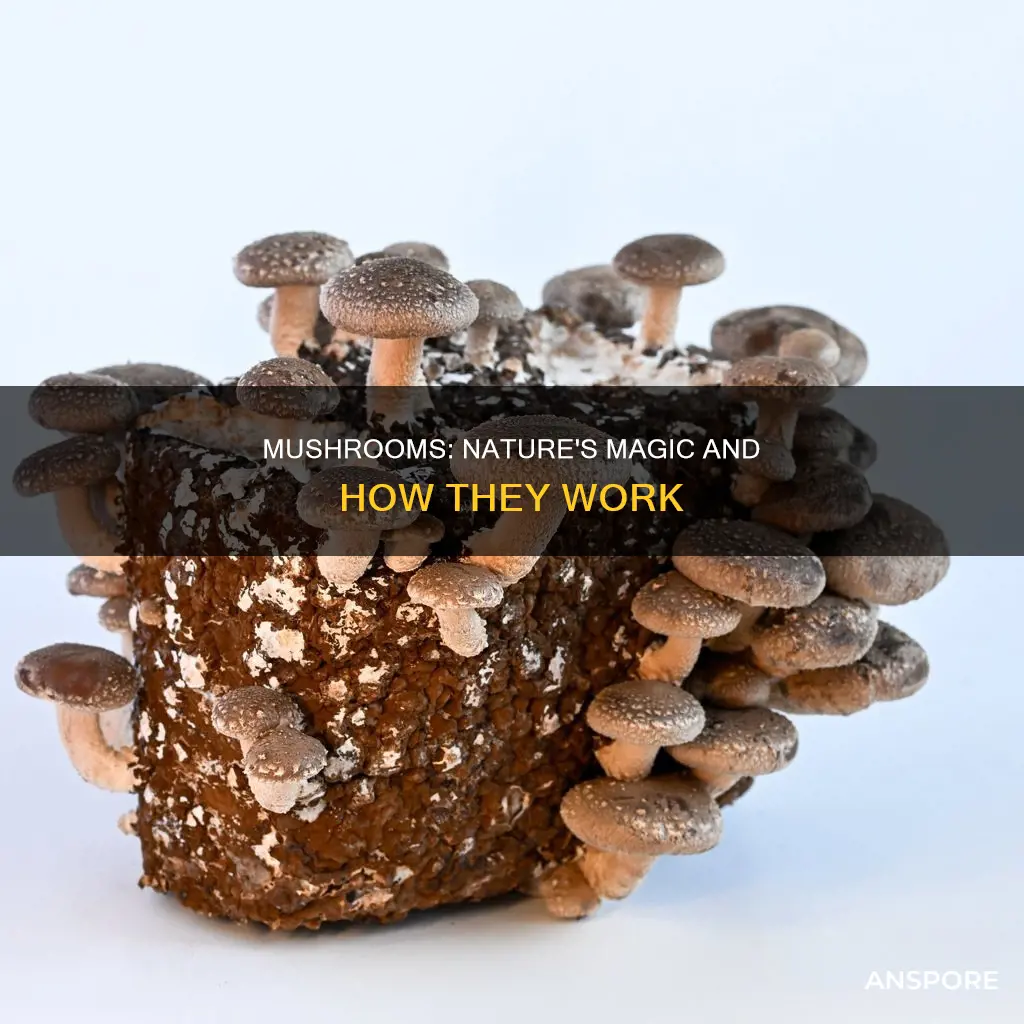 how stuff works mushrooms