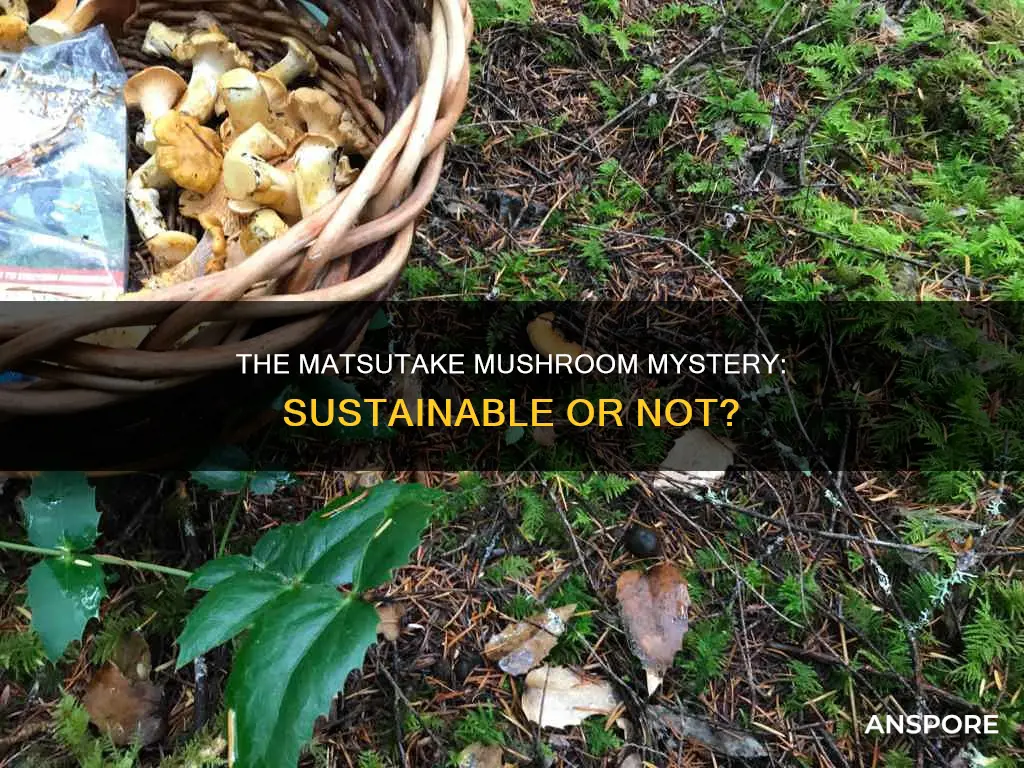 how sustainable are matsutake mushrooms