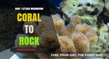 Attaching Mushroom Corals: Rock Options and Methods