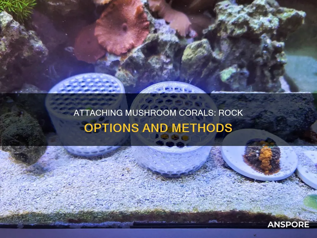 how t attach mushroom coral to rock