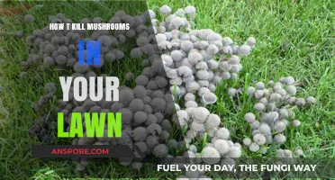 Eradicating Mushrooms from Your Lawn: A Step-by-Step Guide