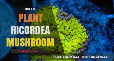 Planting Ricordea Mushrooms: A Step-by-Step Guide