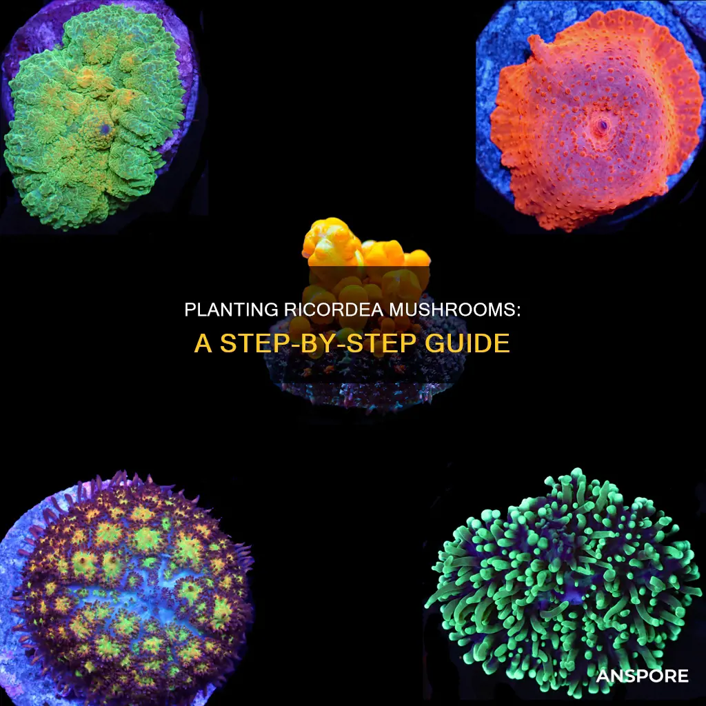 how t ol plant ricordea mushroom