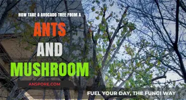 Avocado Tree Revival: Ant and Fungus-Free