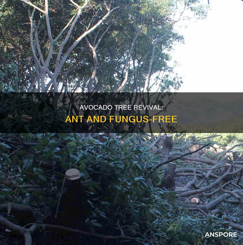 how take a avocado tree from a ants and mushroom