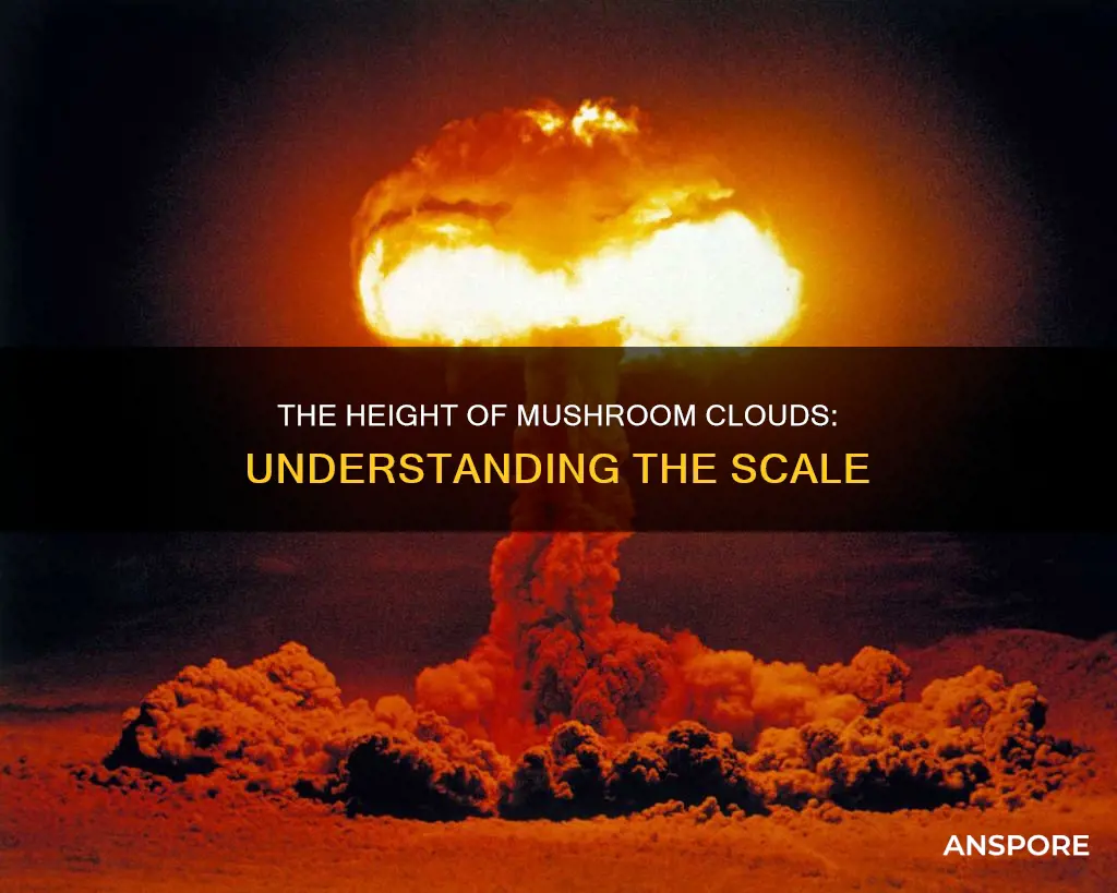 how tall are mushroom clouds