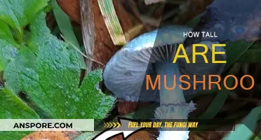 Mushroom Heights: Nature's Tallest Fungi