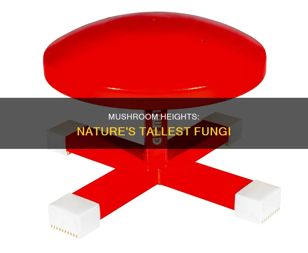 how tall are mushrooms