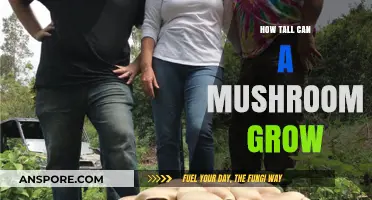 Exploring the Astonishing Heights of Giant Mushroom Growth