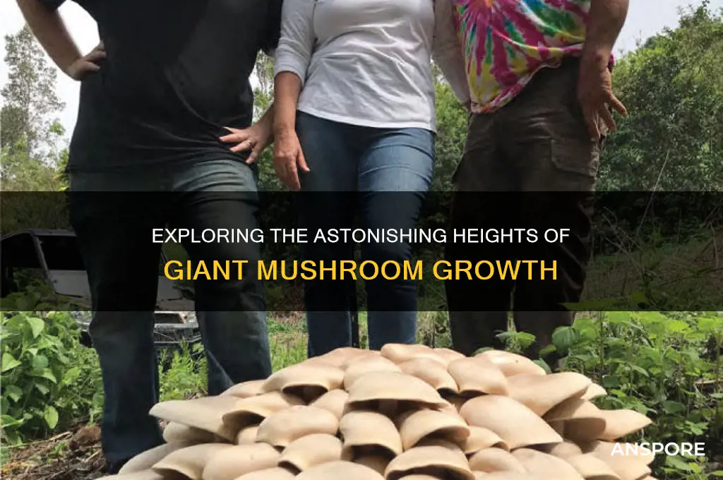 how tall can a mushroom grow