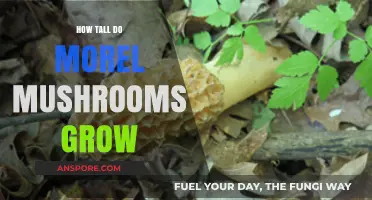 Discovering the Surprising Height of Morel Mushrooms in the Wild