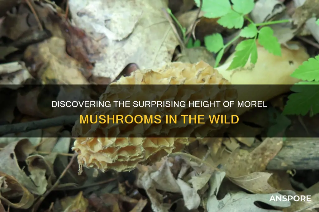 how tall do morel mushrooms grow