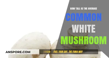 Height of Common White Mushrooms Explained