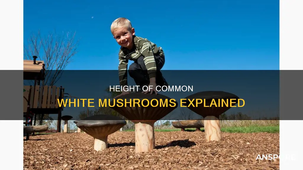 how tall is the average common white mushroom