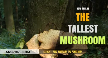 The Tallest Mushroom: How High Can They Grow?