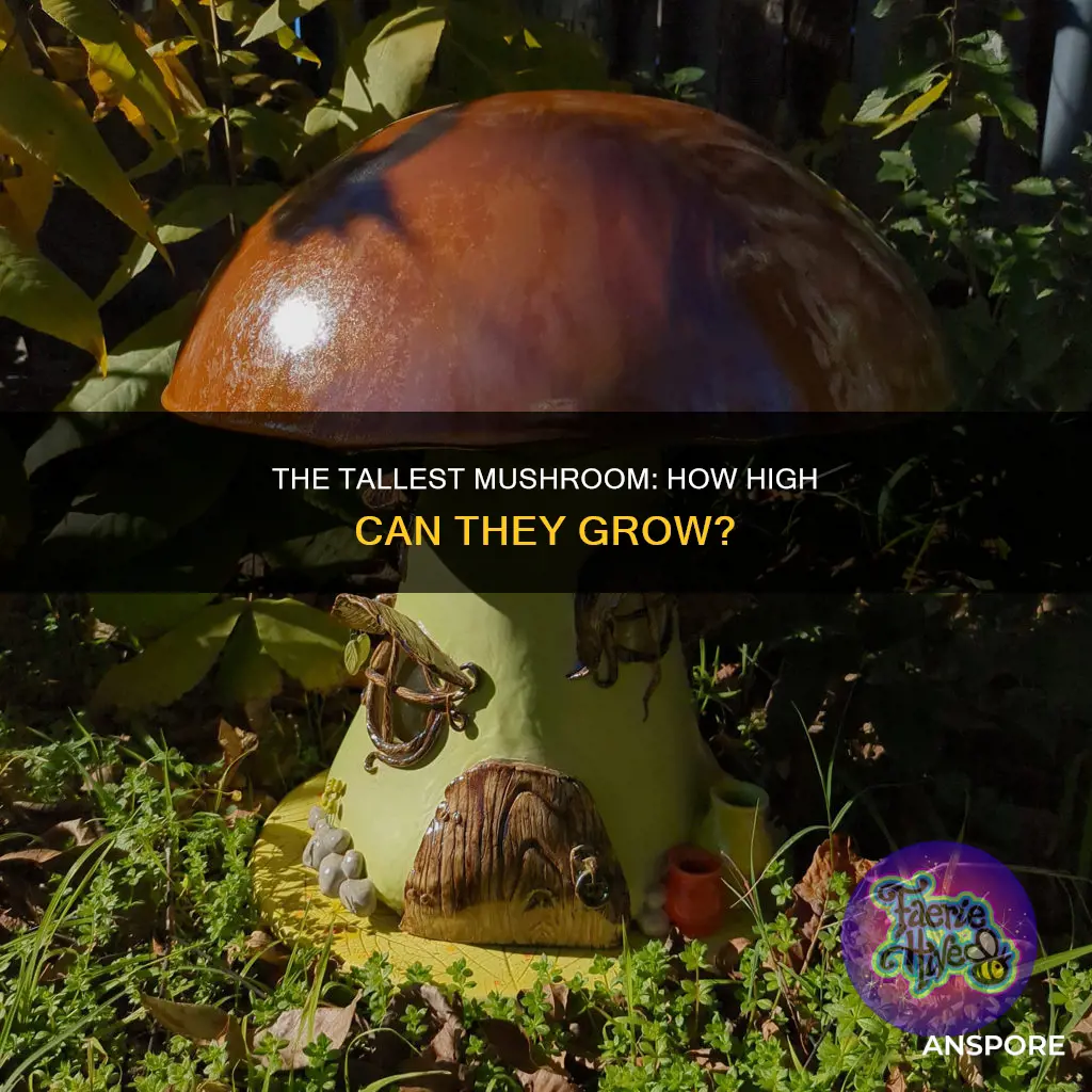 how tall is the tallest mushroom