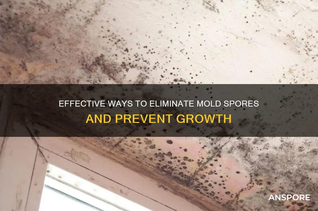 how tao kill mold spores