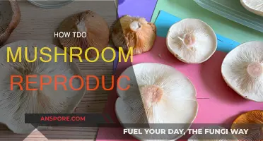 Mushroom Reproduction: Secrets of the Fungi Kingdom